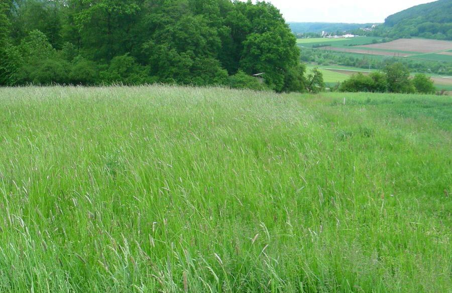 Weideland,Koppel zimmer