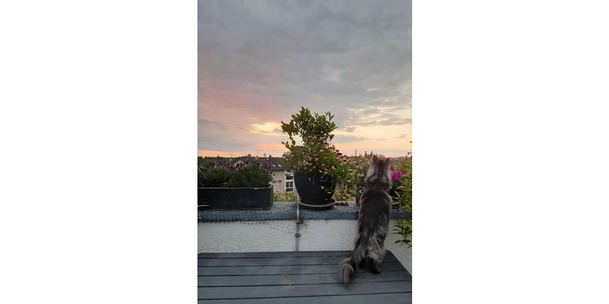 Wohnung zum Kaufen in Bergisch Gladbach 710.000 € 192 m² 7 zimmer