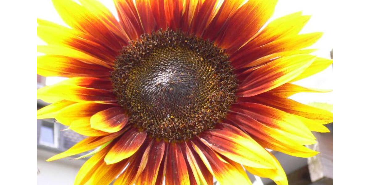 Gewerbeobjekt Düsseldorf Oberbilk - 648&euro; | Angebot:25257068