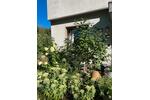 Terrassenwohnung Solingen Wald - 6 Zimmer, 130 m&sup2;, 340.000&euro; | Angebot:27425687