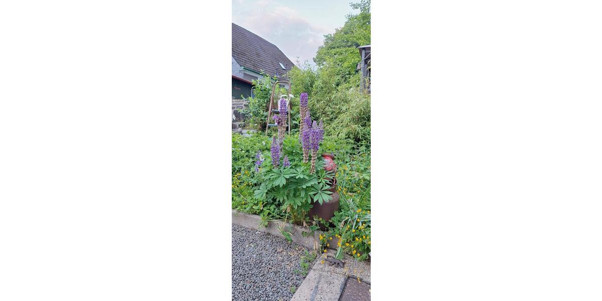 Etagenwohnung Hückeswagen - 2.5 Zimmer, 60 m&sup2;, 260&euro; | Angebot:25759228