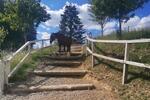 Charmanter Hof mit Boxen, Laufstall und Paddocktrail
