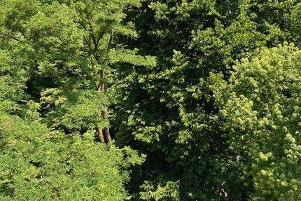 Wohnung Wuppertal Eckbusch - 2 Zimmer, 60 m&sup2;, 540&euro; | Angebot:26408183