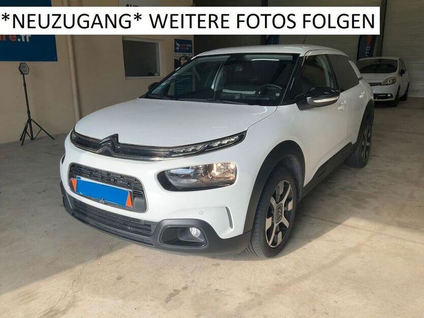 C4 Cactus